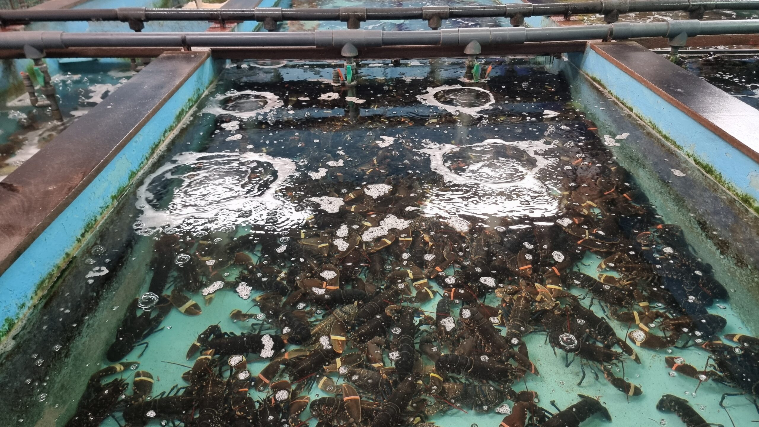 Restaurante la chalana