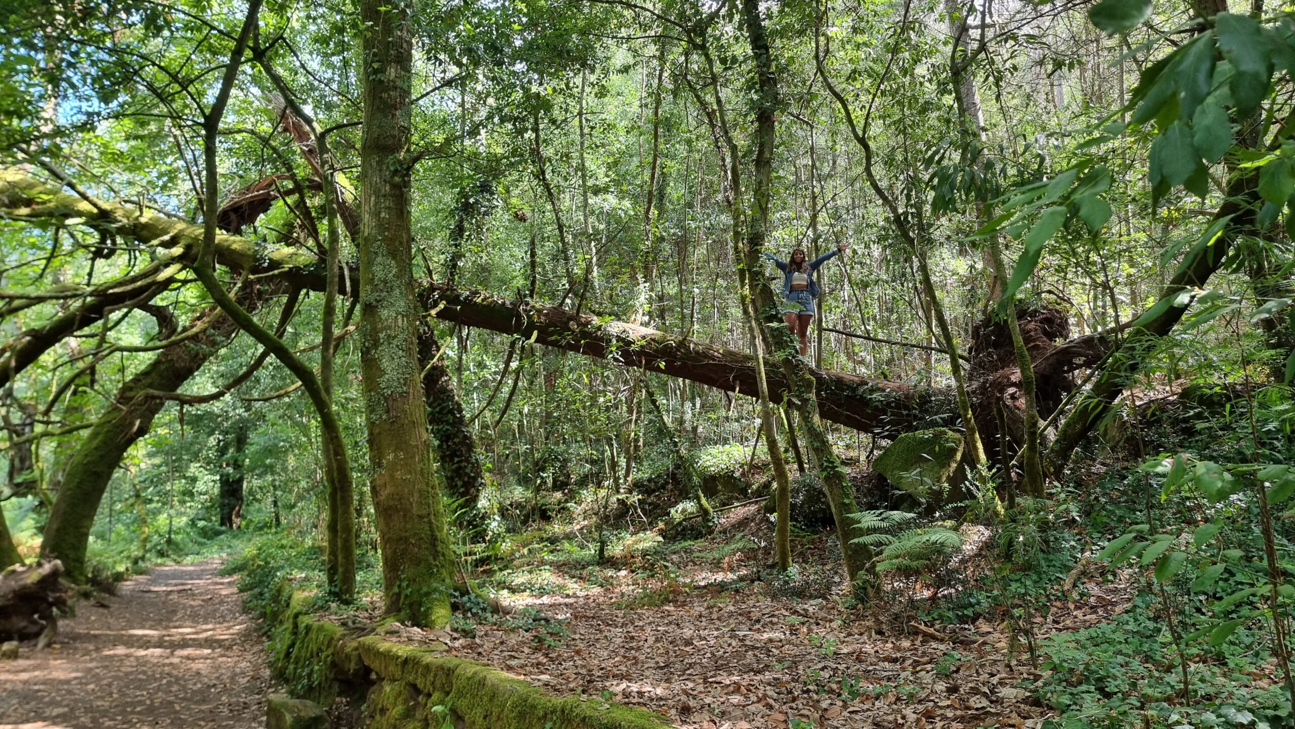 Bosque encantado