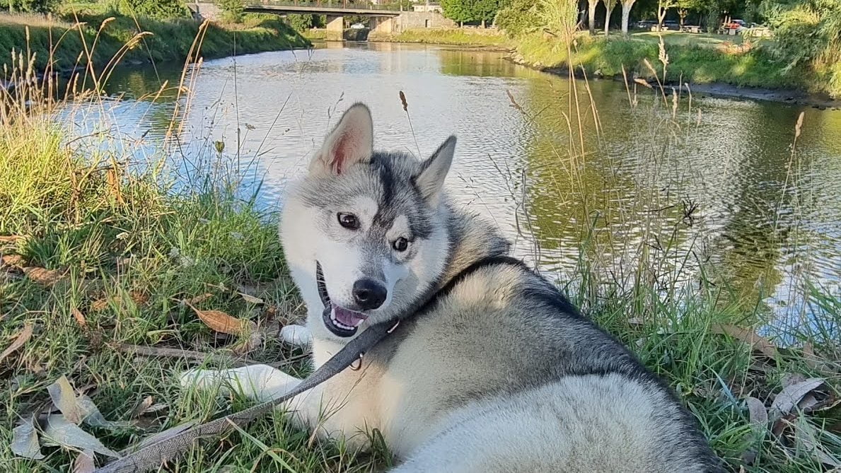Merendero Río Umia en Vilariño
