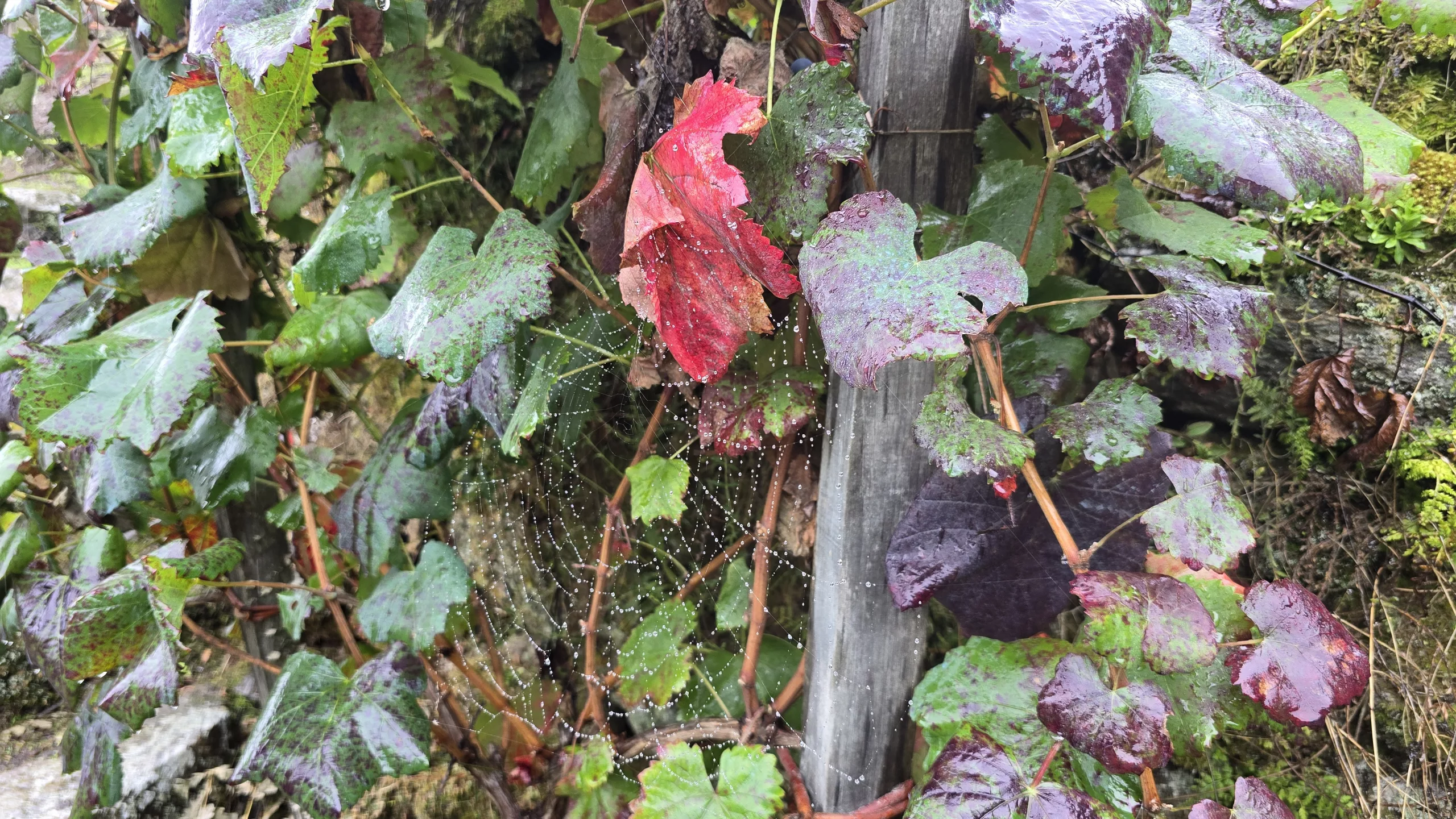 Actividades Outono gastronómico en Galicia