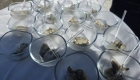 XII Xuntanza Bloggers Gastronómicos de Galicia en Bodegas Granbazán