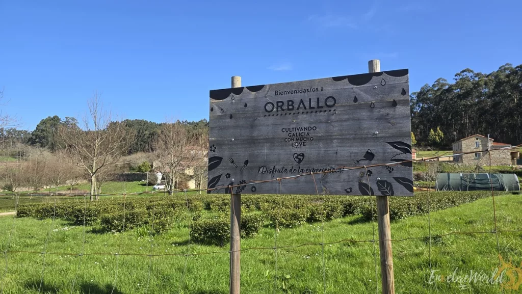 ExpoCoruña y Biocultura, Orballo ecológico tés