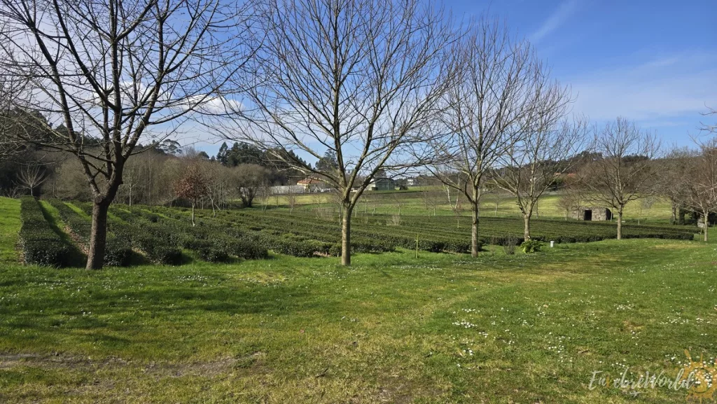 Orballo tés en Donin Paderne