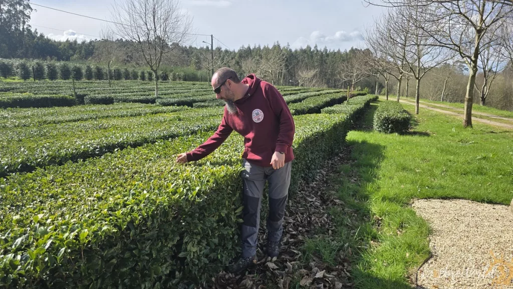 Orballo tés en Donin Paderne